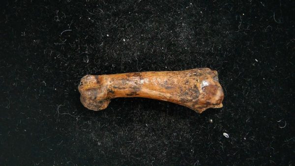 McKittrick Tar Pits Asphalt Lake Ice Age Bone #1 - Image 2