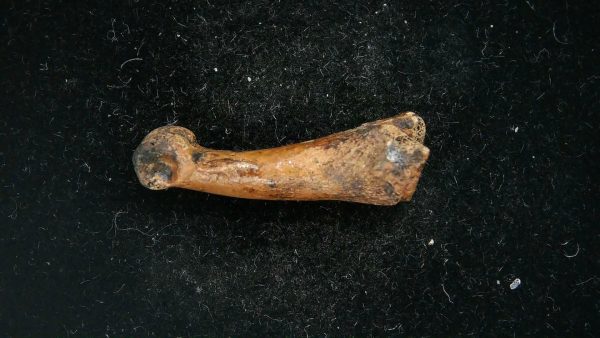 McKittrick Tar Pits Asphalt Lake Ice Age Bone #1 - Image 4