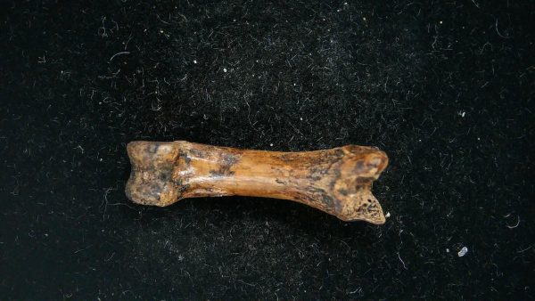 McKittrick Tar Pits Asphalt Lake Ice Age Bone #1 - Image 3