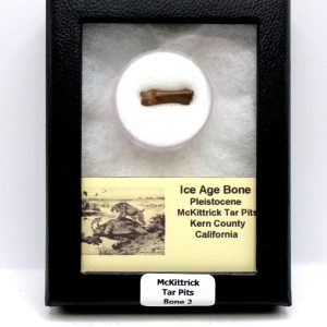 McKittrick Tar Pits Asphalt Lake Ice Age Bone #2