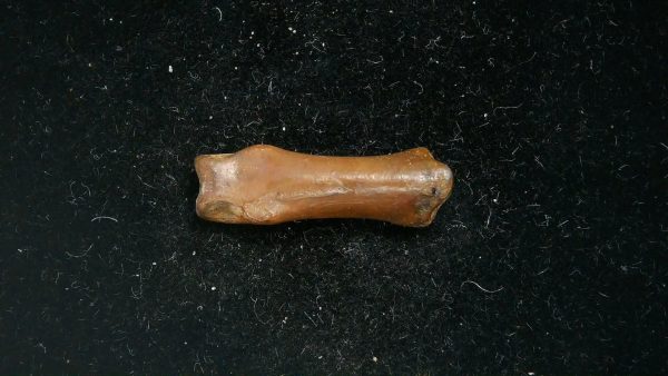 McKittrick Tar Pits Asphalt Lake Ice Age Bone #2 - Image 3