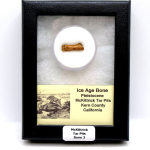 McKittrick Tar Pits Asphalt Lake Ice Age Bone #3