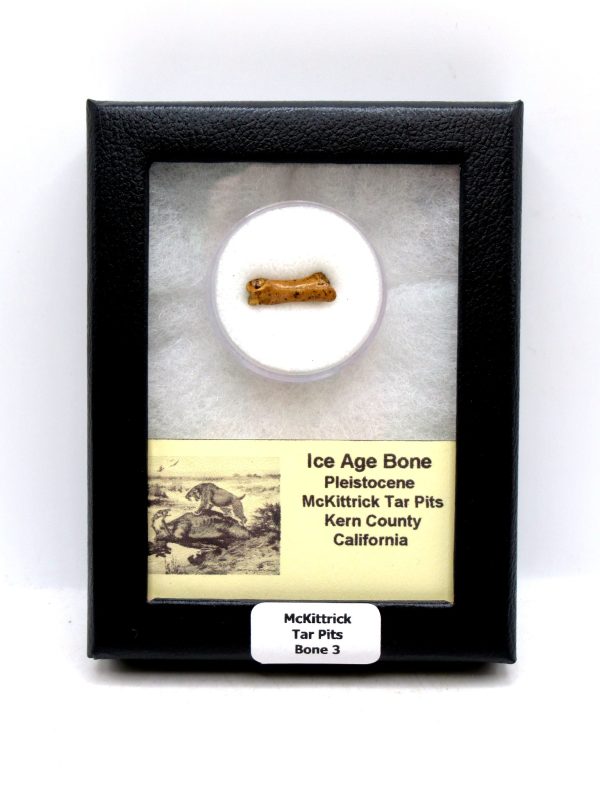 McKittrick Tar Pits Asphalt Lake Ice Age Bone #3