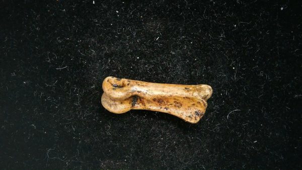 McKittrick Tar Pits Asphalt Lake Ice Age Bone #3 - Image 4
