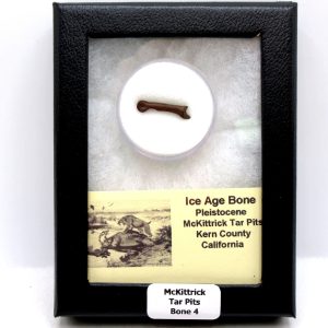 McKittrick Tar Pits Asphalt Lake Ice Age Bone #4