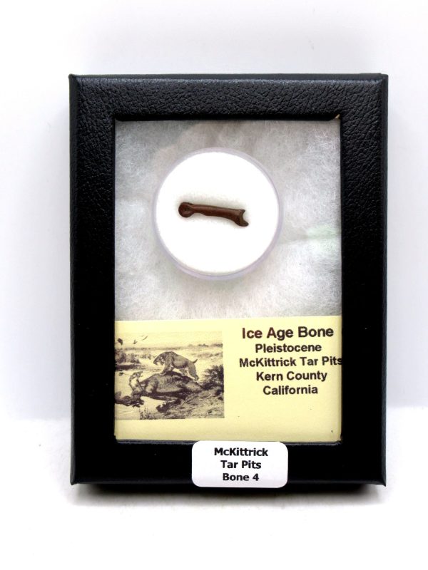 McKittrick Tar Pits Asphalt Lake Ice Age Bone #4