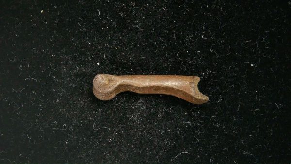 McKittrick Tar Pits Asphalt Lake Ice Age Bone #4 - Image 2