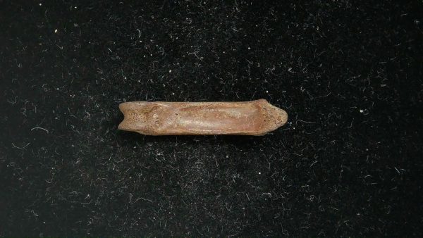 McKittrick Tar Pits Asphalt Lake Ice Age Bone #4 - Image 5