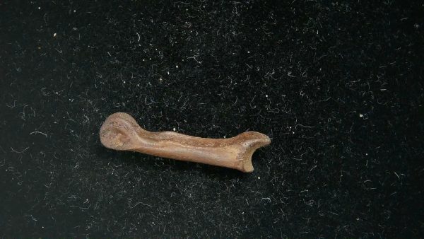 McKittrick Tar Pits Asphalt Lake Ice Age Bone #4 - Image 4