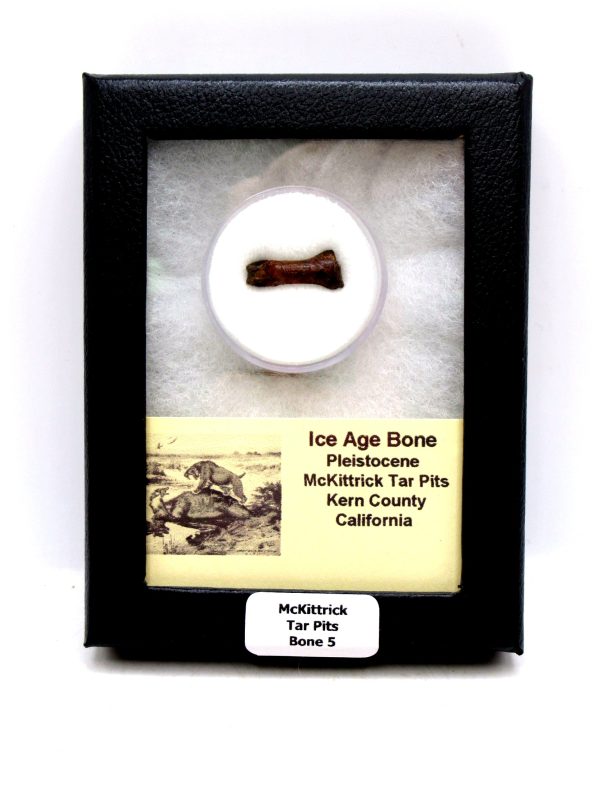 McKittrick Tar Pits Asphalt Lake Ice Age Bone #5