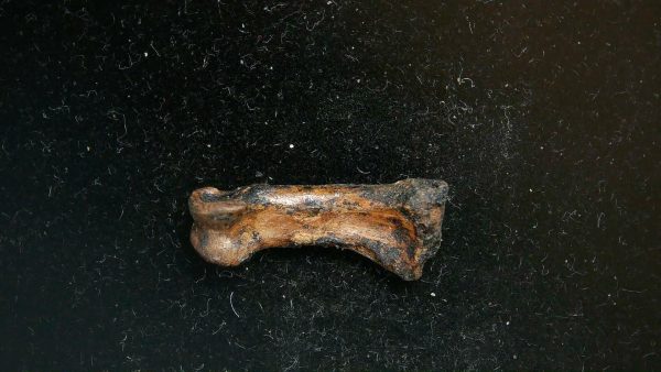 McKittrick Tar Pits Asphalt Lake Ice Age Bone #5 - Image 3