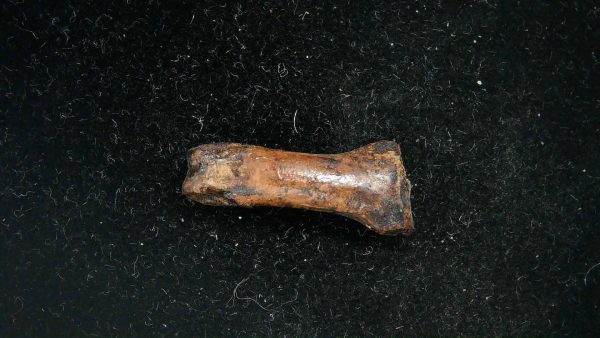 McKittrick Tar Pits Asphalt Lake Ice Age Bone #5 - Image 4
