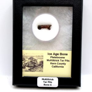 McKittrick Tar Pits Asphalt Lake Ice Age Bone #6