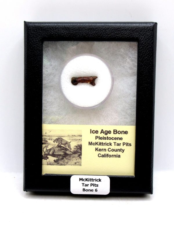 McKittrick Tar Pits Asphalt Lake Ice Age Bone #6