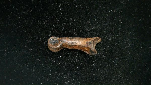 McKittrick Tar Pits Asphalt Lake Ice Age Bone #6 - Image 2