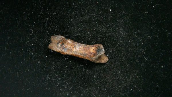 McKittrick Tar Pits Asphalt Lake Ice Age Bone #6 - Image 5
