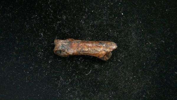 McKittrick Tar Pits Asphalt Lake Ice Age Bone #6 - Image 3