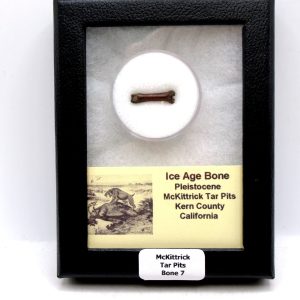 McKittrick Tar Pits Asphalt Lake Ice Age Bone #7