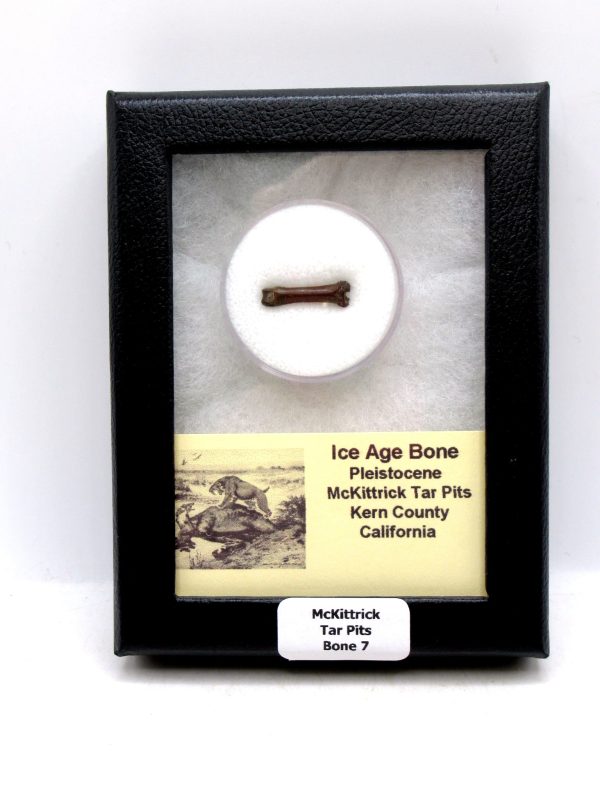 McKittrick Tar Pits Asphalt Lake Ice Age Bone #7