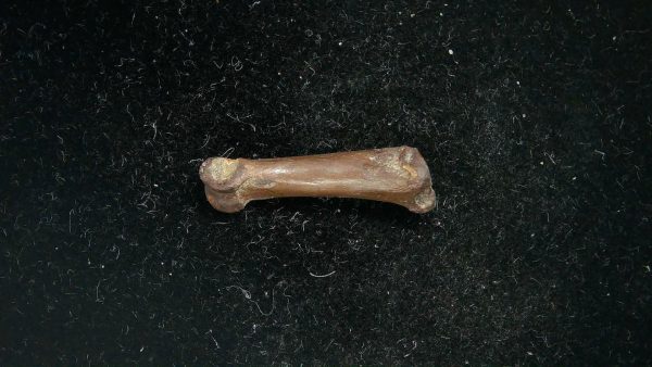 McKittrick Tar Pits Asphalt Lake Ice Age Bone #7 - Image 2
