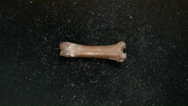 McKittrick Tar Pits Asphalt Lake Ice Age Bone #7 - Image 5