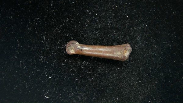 McKittrick Tar Pits Asphalt Lake Ice Age Bone #7 - Image 4