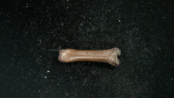 McKittrick Tar Pits Asphalt Lake Ice Age Bone #7 - Image 3