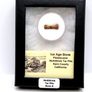McKittrick Tar Pits Asphalt Lake Ice Age Bone #8