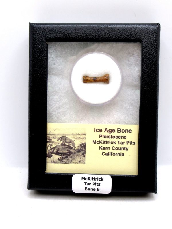 McKittrick Tar Pits Asphalt Lake Ice Age Bone #8