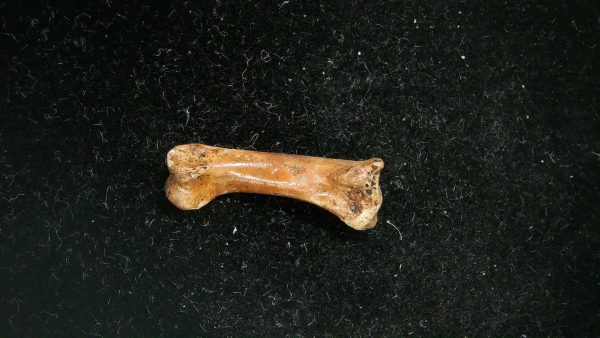 McKittrick Tar Pits Asphalt Lake Ice Age Bone #8 - Image 5