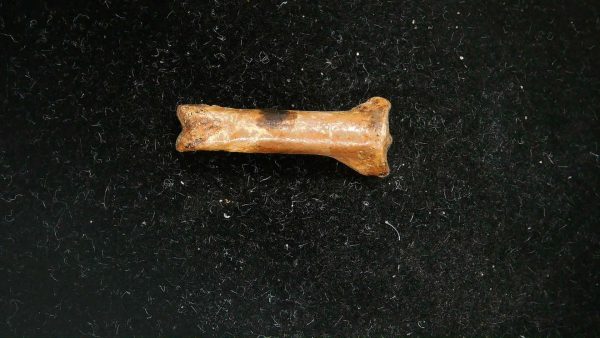 McKittrick Tar Pits Asphalt Lake Ice Age Bone #8 - Image 3