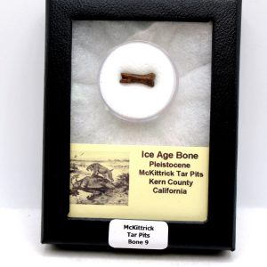 McKittrick Tar Pits Asphalt Lake Ice Age Bone #9