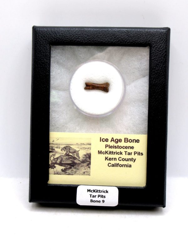 McKittrick Tar Pits Asphalt Lake Ice Age Bone #9