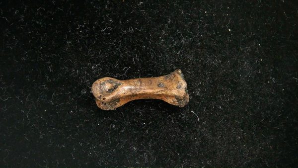McKittrick Tar Pits Asphalt Lake Ice Age Bone #9 - Image 2