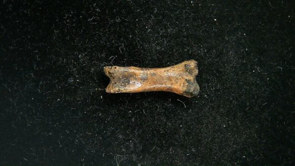 McKittrick Tar Pits Asphalt Lake Ice Age Bone #9 - Image 5