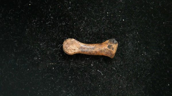 McKittrick Tar Pits Asphalt Lake Ice Age Bone #9 - Image 4