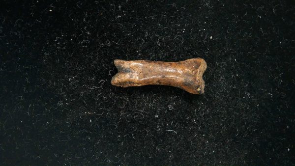 McKittrick Tar Pits Asphalt Lake Ice Age Bone #9 - Image 3