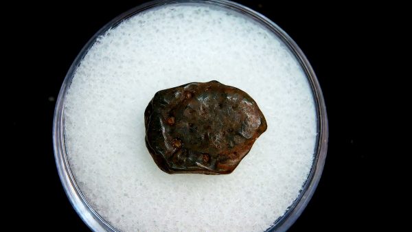 Genuine Pleistocene Age Dasypus Armadillo Scute For Sale from Florida #106