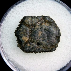 Genuine Pleistocene Age Dasypus Armadillo Scute For Sale from Florida #113