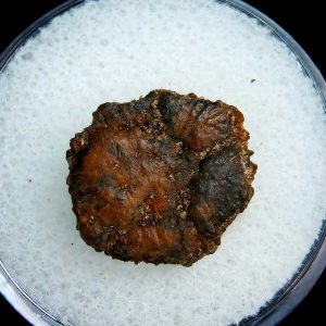 Genuine Pleistocene Age Dasypus Armadillo Scute For Sale from Florida #118