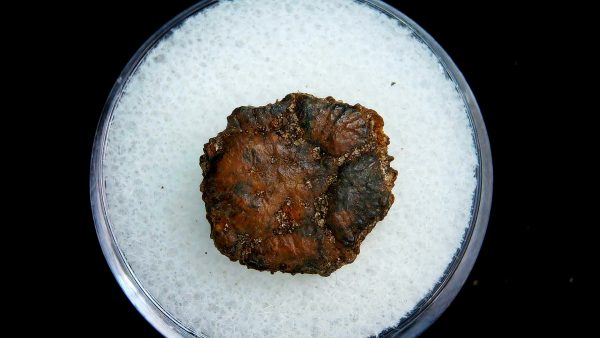 Genuine Pleistocene Age Dasypus Armadillo Scute For Sale from Florida #118