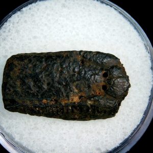 Genuine Pleistocene Age Dasypus Armadillo Scute For Sale from Florida #121