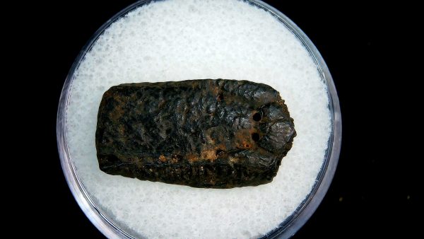 Genuine Pleistocene Age Dasypus Armadillo Scute For Sale from Florida #121