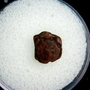 Genuine Pleistocene Age Dasypus Armadillo Scute For Sale from Florida #127