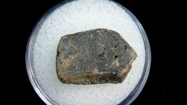 Genuine Pleistocene Age Dasypus Armadillo Scute For Sale from Florida #131a