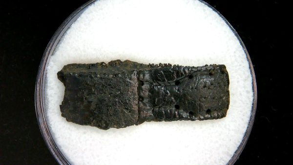Genuine Pleistocene Age Dasypus Armadillo Scute For Sale from Florida #133