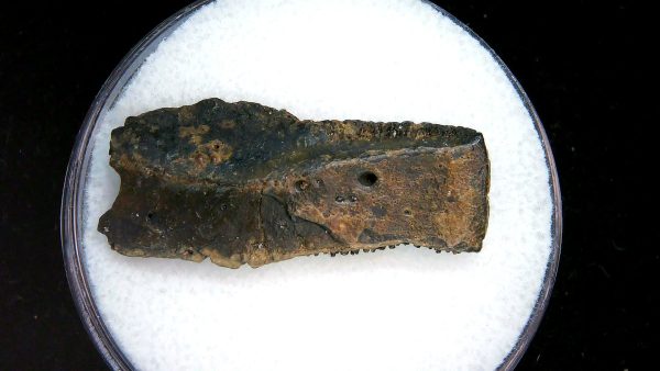 Genuine Pleistocene Age Dasypus Armadillo Scute For Sale from Florida #133a