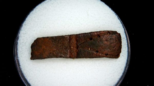 Genuine Pleistocene Age Dasypus Armadillo Scute For Sale from Florida #135