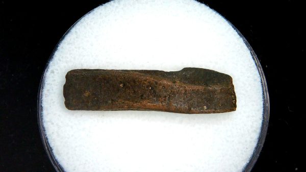 Genuine Pleistocene Age Dasypus Armadillo Scute For Sale from Florida #136a