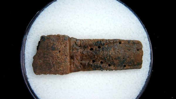 Genuine Pleistocene Age Dasypus Armadillo Scute For Sale from Florida #138